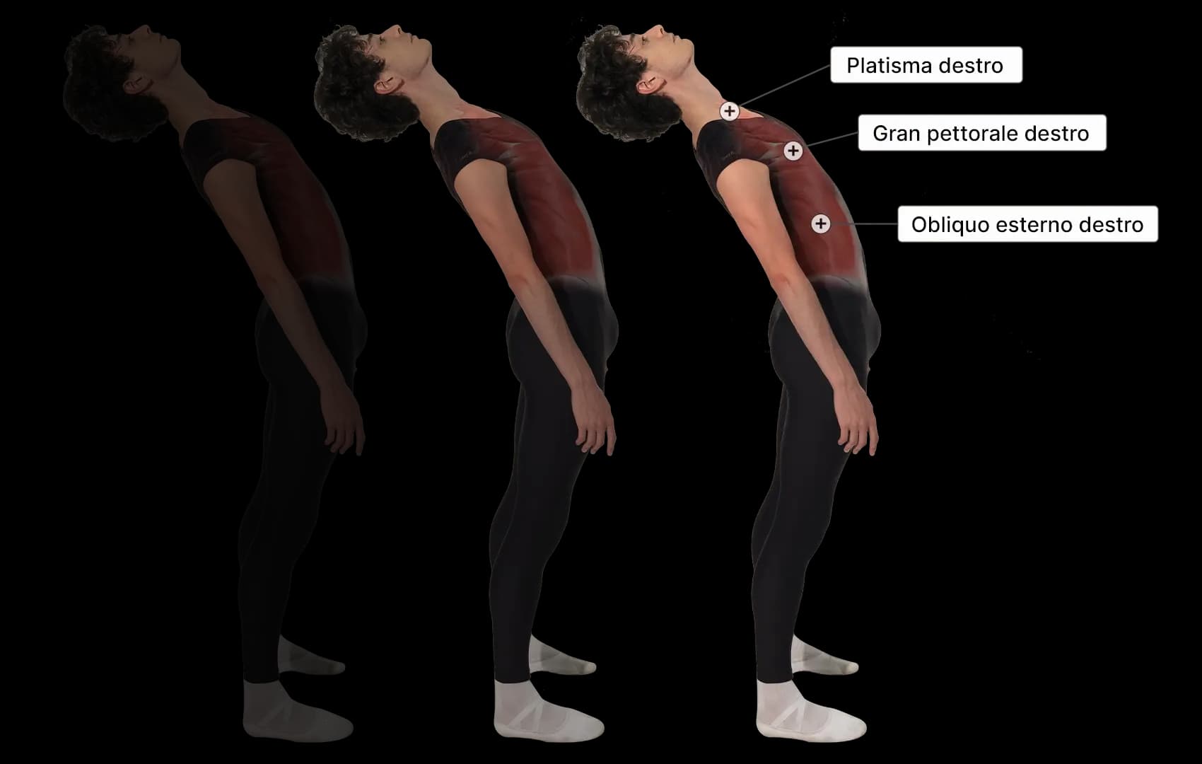 Anatomia Virtuale 3D Scienza in Danza